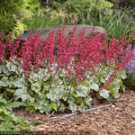 Load image into Gallery viewer, Coral Bells, Dolce Spearmint #1
