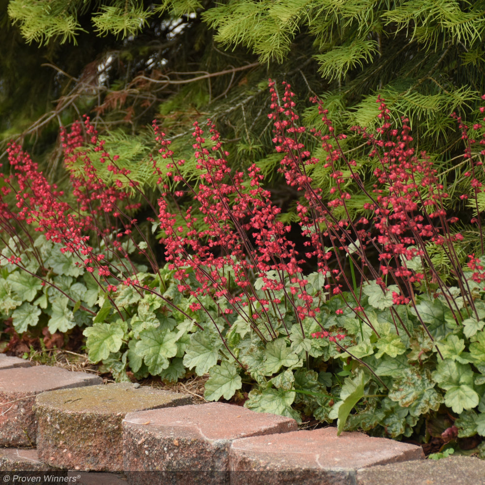 Coral Bells, Dolce Spearmint #1