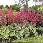 Load image into Gallery viewer, Coral Bells, Dolce Spearmint #1
