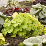 Load image into Gallery viewer, Coral Bells, Primo Pistachio Ambrosia #1
