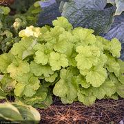 Coral Bells, Primo Pistachio Ambrosia #1