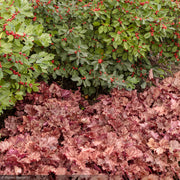 Coral Bells, Primo Peachberry Ice #1