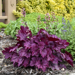 Load image into Gallery viewer, Coral Bells, Primo Wild Rose #1
