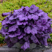 Coral Bells, Primo Wild Rose #1