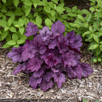 Load image into Gallery viewer, Coral Bells, Primo Wild Rose #1
