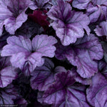 Load image into Gallery viewer, Coral Bells, Dolce Wildberry #1
