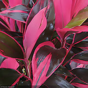Trop, Cordyline Red Sister #1