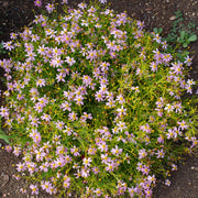 Coreopsis, American Dream #1