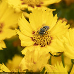 Load image into Gallery viewer, Coreopsis, Bright Touch #1
