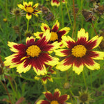 Load image into Gallery viewer, Coreopsis, Cosmic Eye #1
