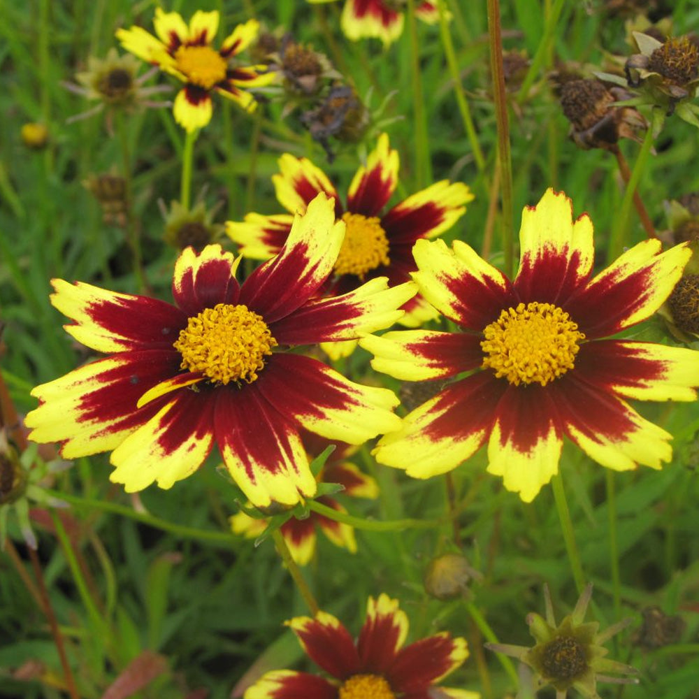 Coreopsis, Cosmic Eye #1