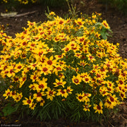 Coreopsis, Designer Threads Golden Needles #1
