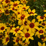 Load image into Gallery viewer, Coreopsis, Designer Threads Golden Needles #1
