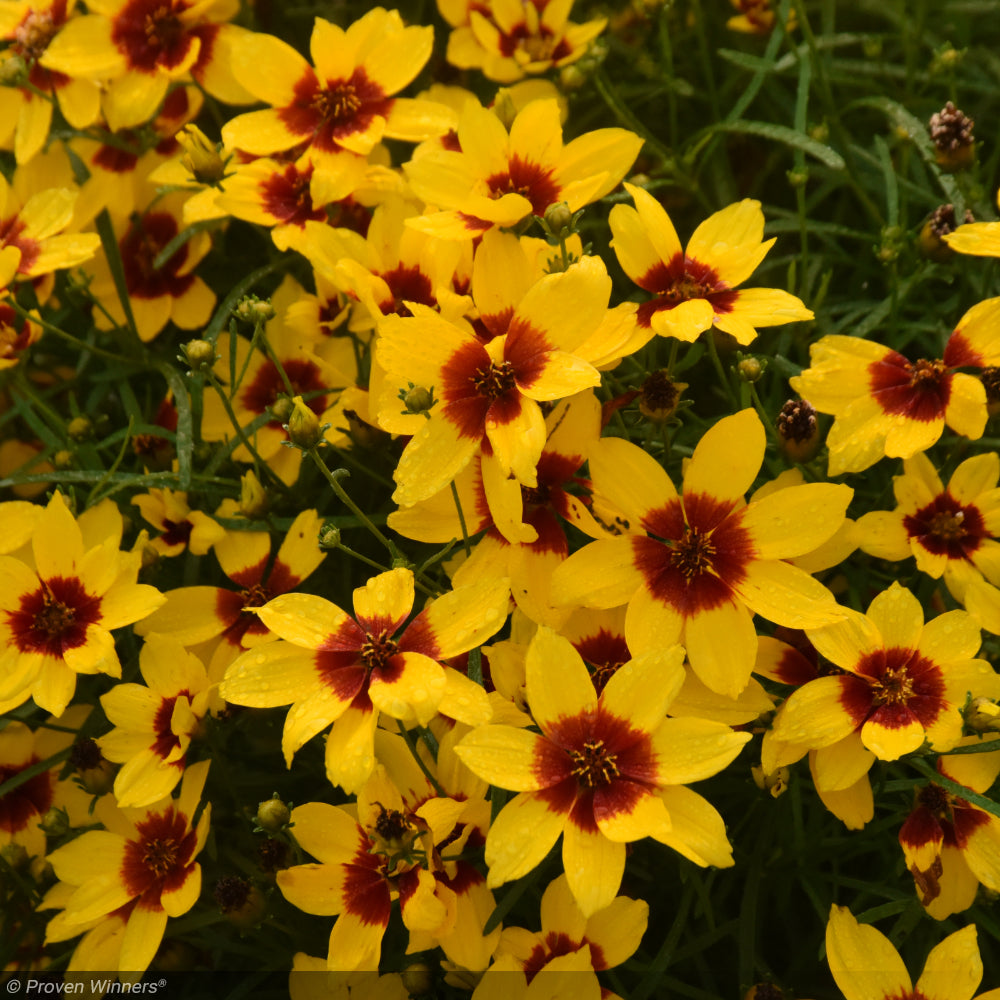 Coreopsis, Designer Threads Golden Needles #1