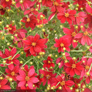 Coreopsis, Designer Threads Scarlet Ribbons #1