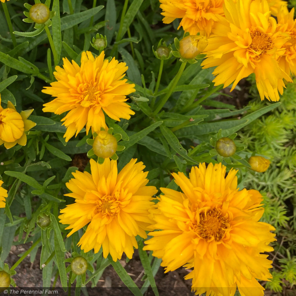 Coreopsis Rising Sun Coreopsis, Double the Sun #1 – Greenwood Creek Nursery