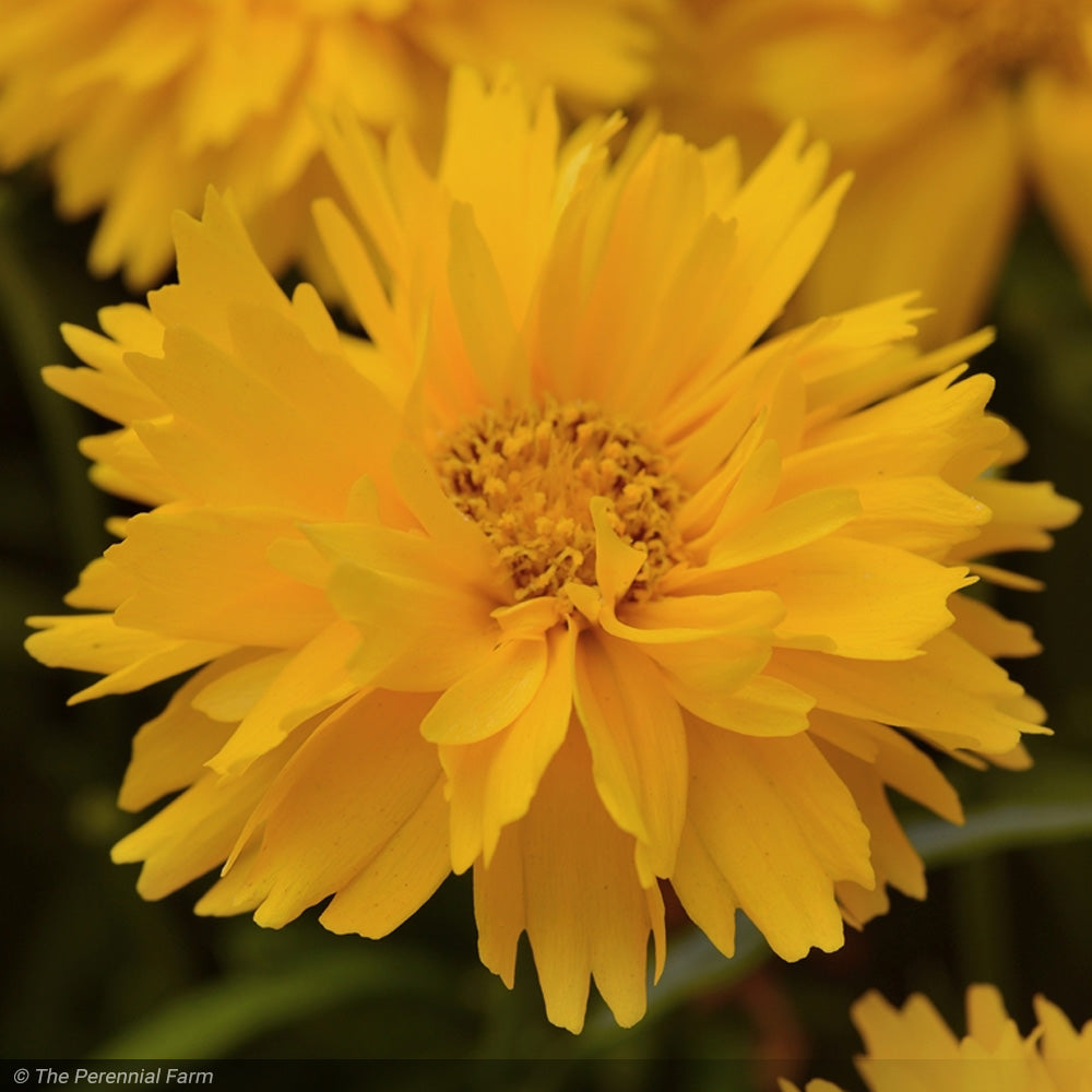 Coreopsis, Double the Sun #1