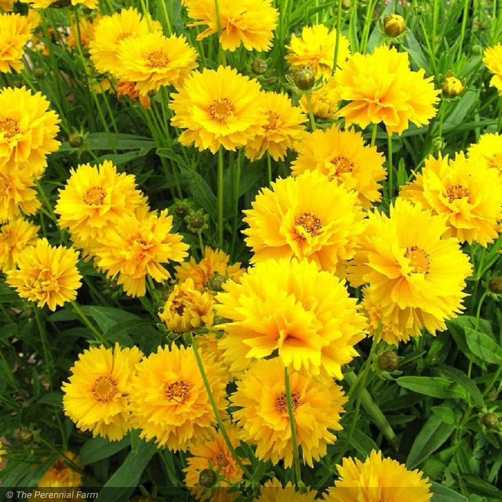 Coreopsis, Early Sunrise Qt