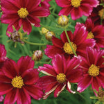 Load image into Gallery viewer, Coreopsis, Mercury Rising #1
