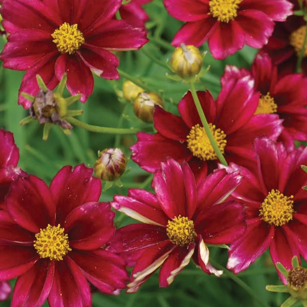 Coreopsis, Mercury Rising #2 – Greenwood Creek Nursery