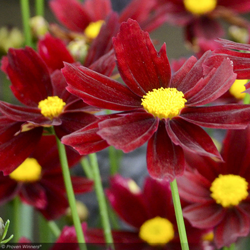 Coreopsis, Red Elf #2