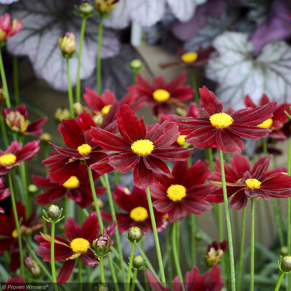 Coreopsis, Red Elf #1