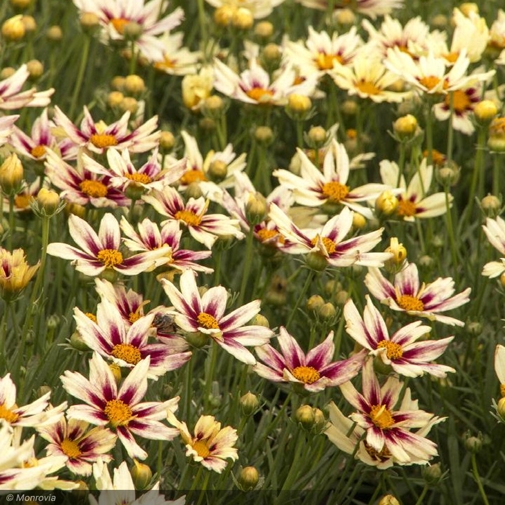 Coreopsis, Starlight #1