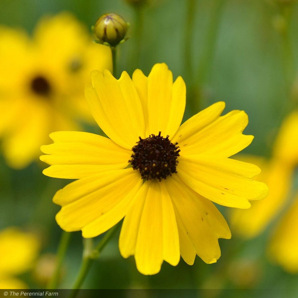 Coreopsis, Summer Sunshine #1