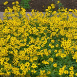 Load image into Gallery viewer, Coreopsis, Summer Sunshine #1
