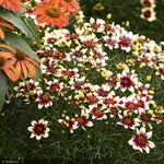 Load image into Gallery viewer, Coreopsis, Sunstar Rose #1
