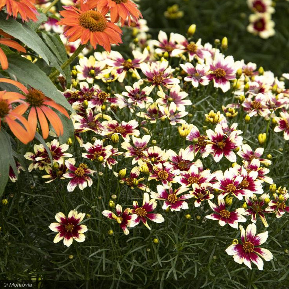 Coreopsis, Sunstar Rose #1