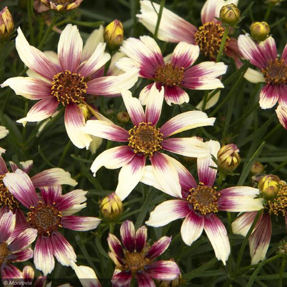 Coreopsis, Sunstar Rose #1