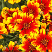 Coreopsis, Sunstar Orange #1