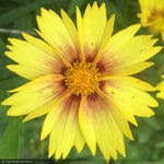 Load image into Gallery viewer, Coreopsis, Tequila Sunrise #1
