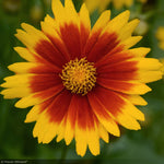 Load image into Gallery viewer, Coreopsis, Uptick Gold &amp; Bronze
