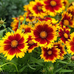 Load image into Gallery viewer, Coreopsis, Uptick Gold &amp; Bronze
