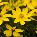Load image into Gallery viewer, Coreopsis, Zagreb #1