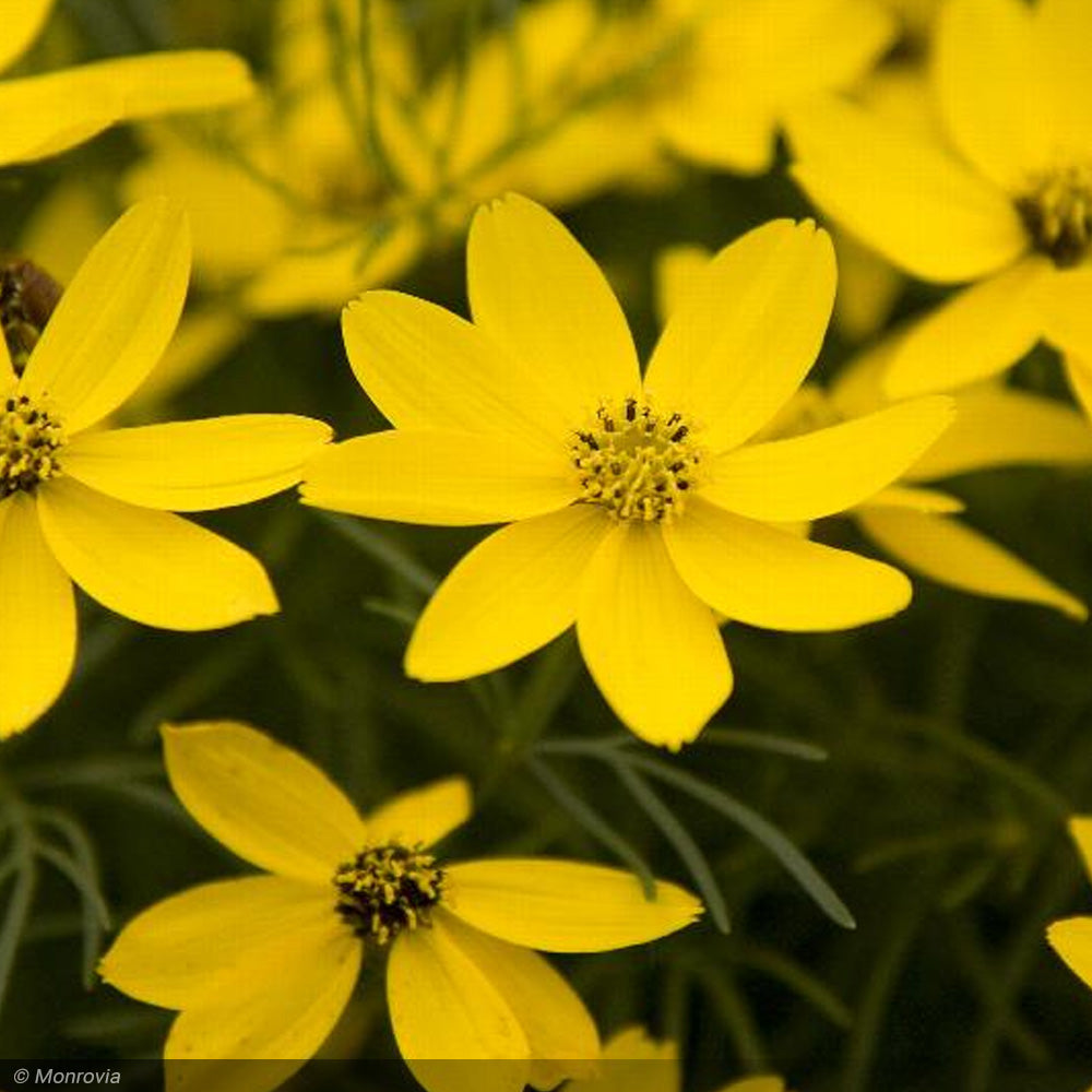 Coreopsis, Zagreb Qt