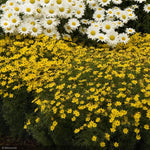Load image into Gallery viewer, Coreopsis, Zagreb #1