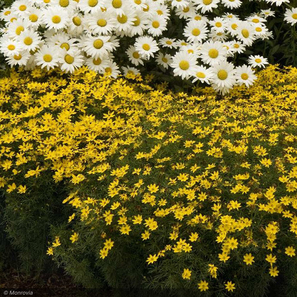 Coreopsis, Zagreb Qt