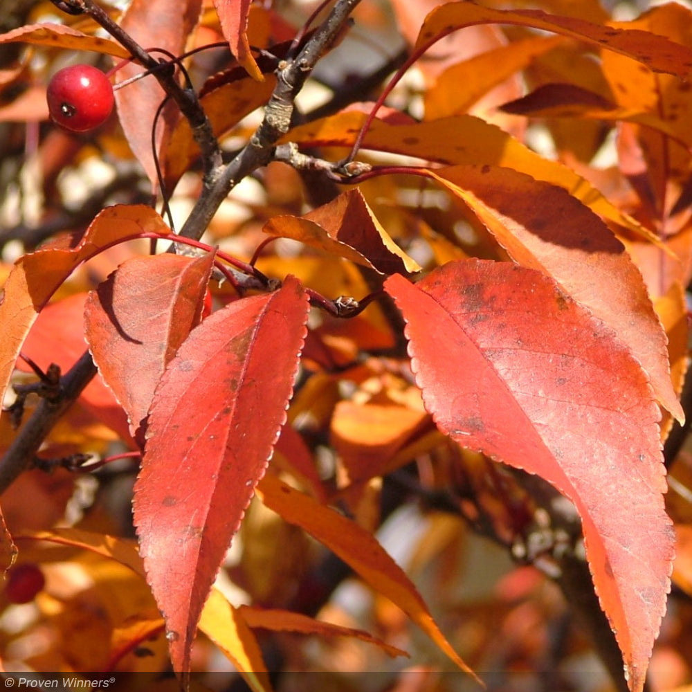 Crabapple, Show Time #7