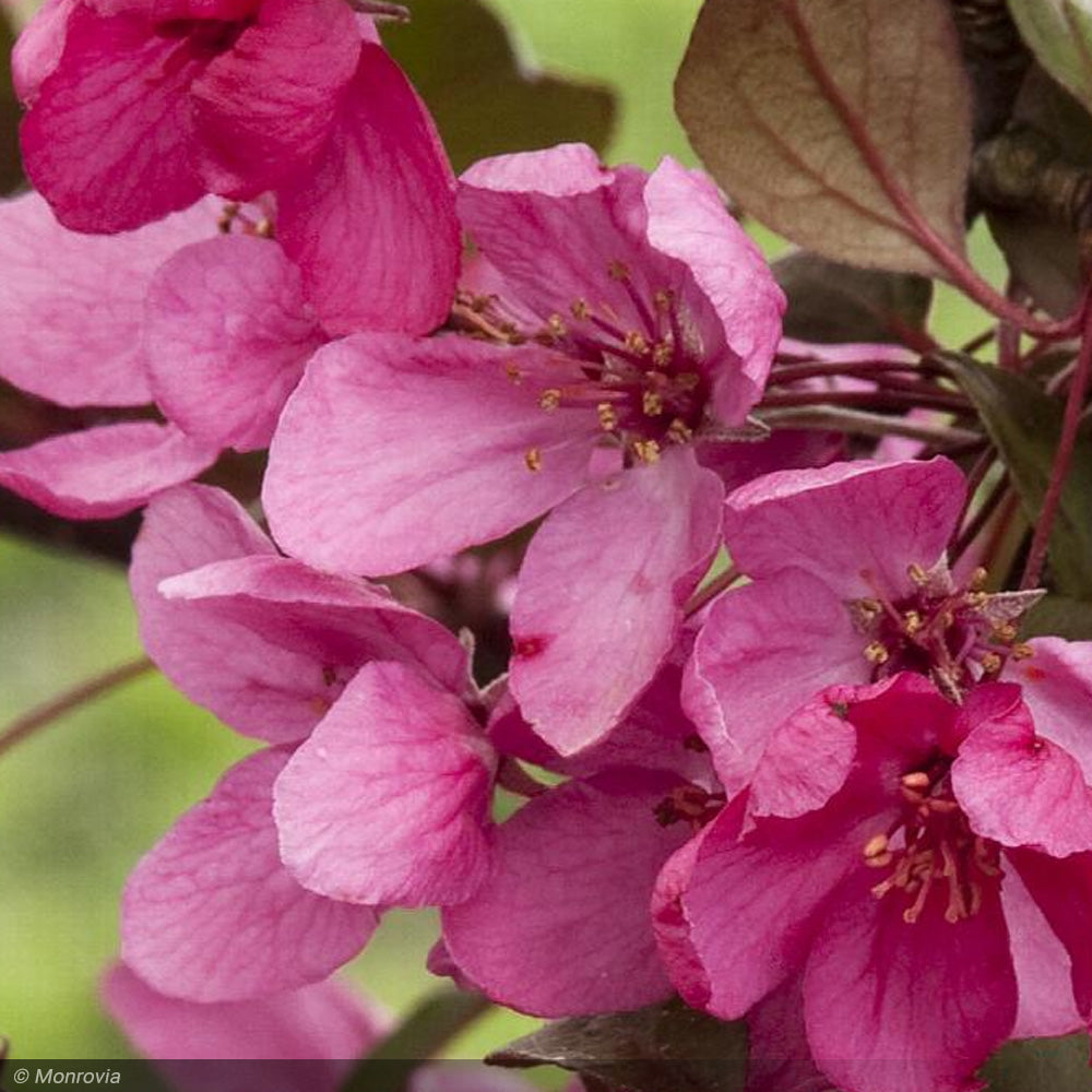 Crabapple, Royal Raindrops #15