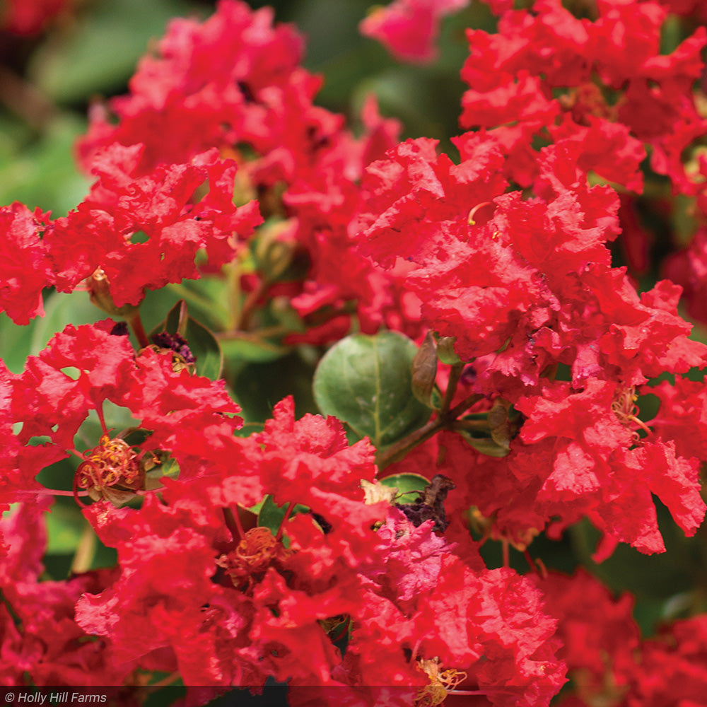 Crape Myrtle, Bellini Strawberry #3