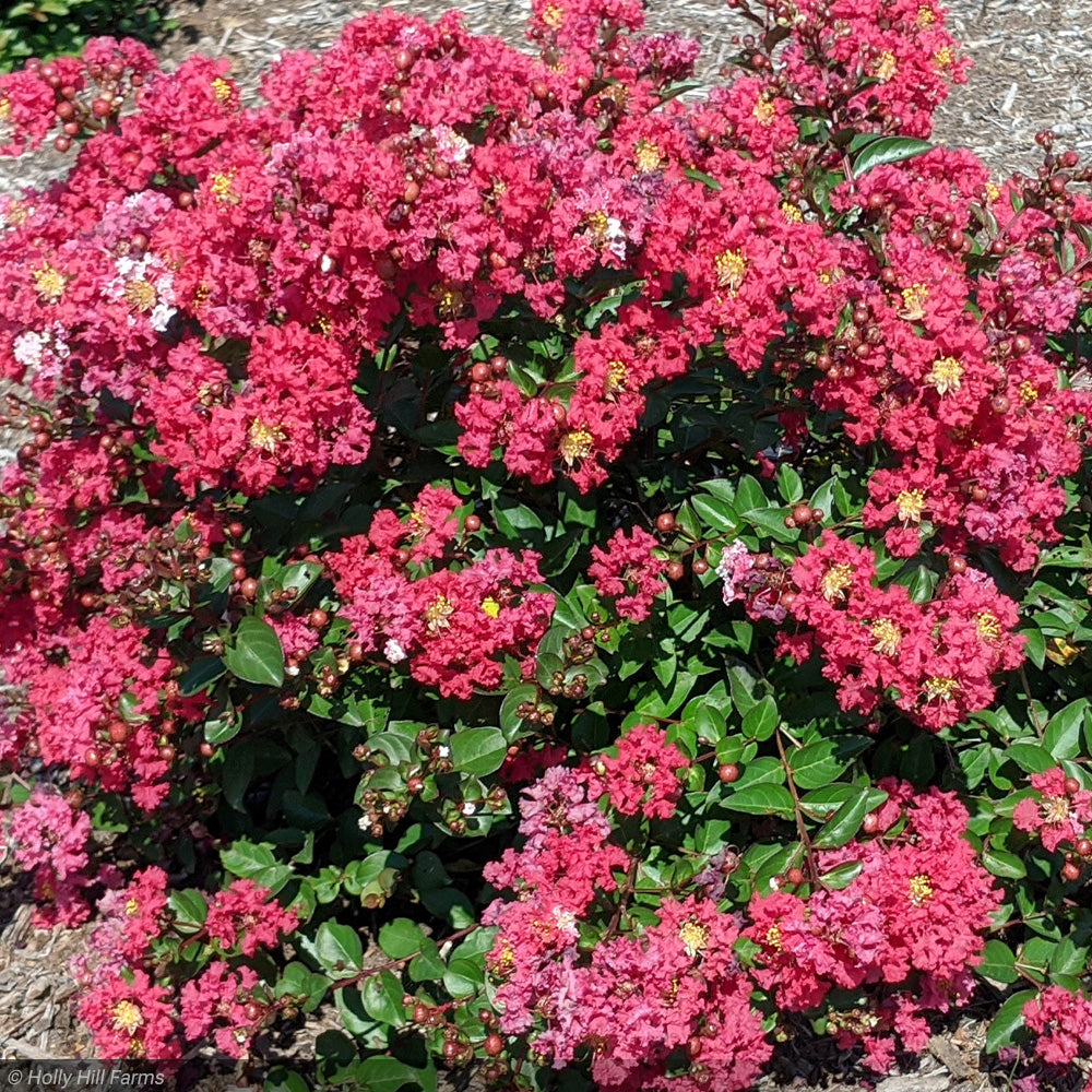 Crape Myrtle, Bellini Strawberry #3