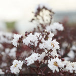 Load image into Gallery viewer, Crape Myrtle, Black Diamond Pure White #10
