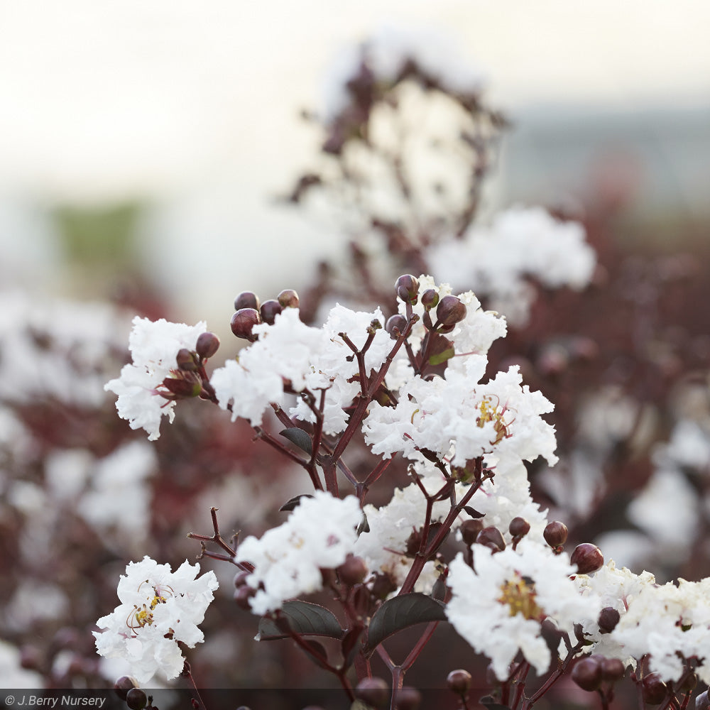 Crape Myrtle, Black Diamond Pure White #10