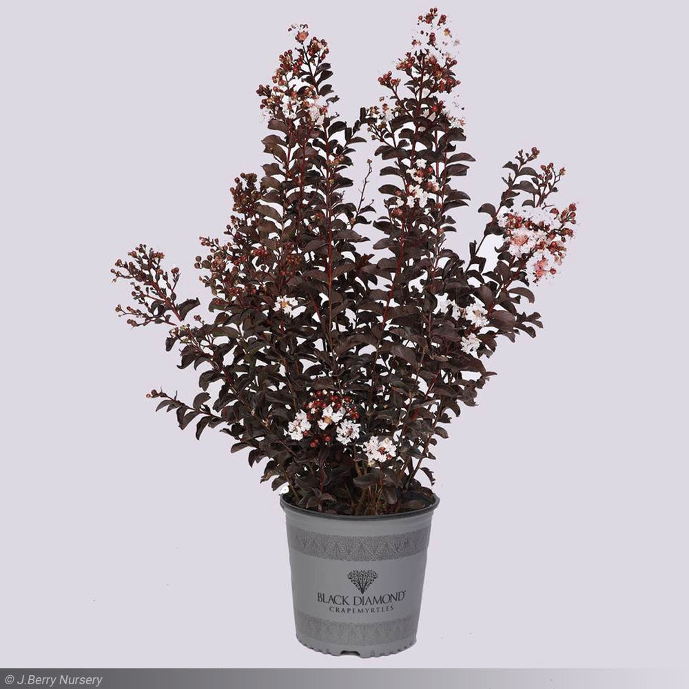 Crape Myrtle, Black Diamond Pure White #10