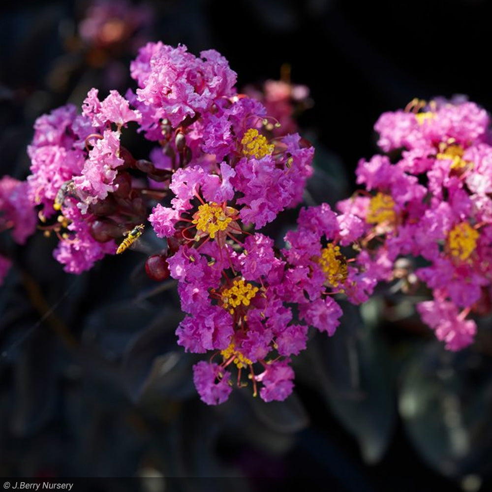 Crape Myrtle, Black Diamond Purely Purple #10