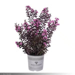 Load image into Gallery viewer, Crape Myrtle, Black Diamond Purely Purple #10
