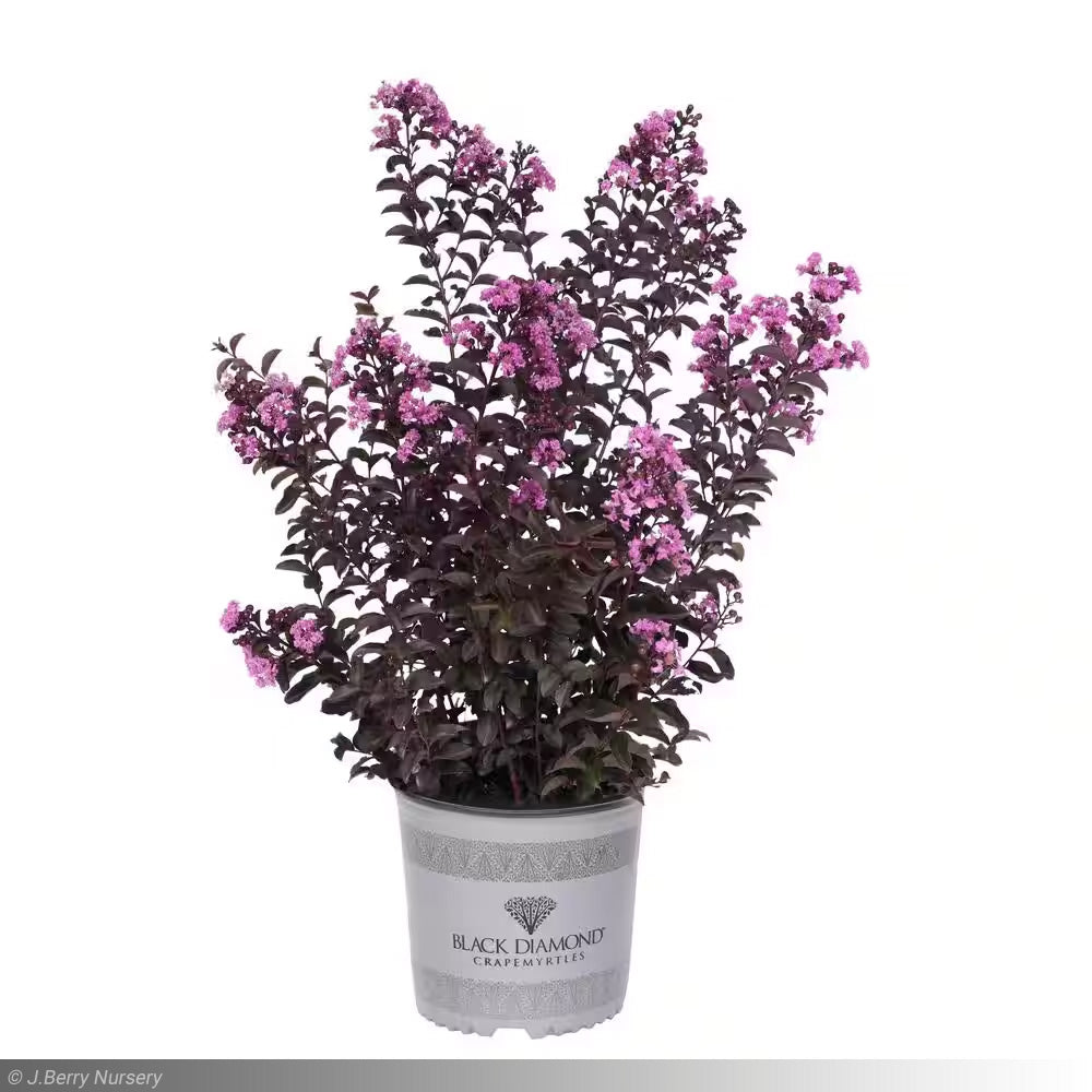 Crape Myrtle, Black Diamond Purely Purple #10